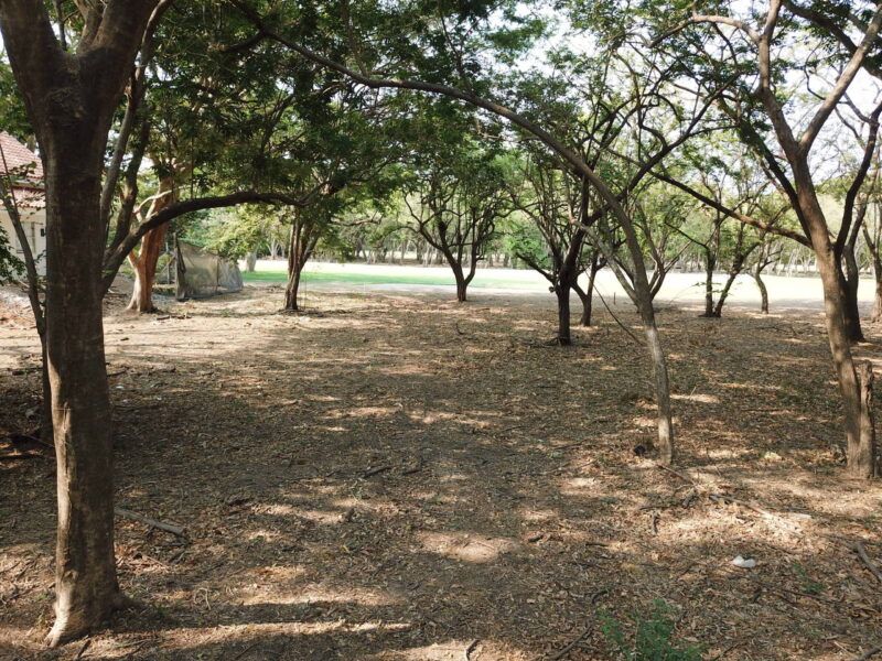 Wooded lot with the golf course visible through the trees