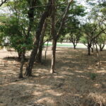 Fairway homesite at Hacienda Iguana — shade trees across the parcel