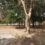 Mature trees on the wooded homesite