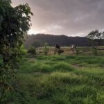 Horses grazing on the acreage at sunset