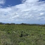 936 square meter homesite with the sea beyond the treetops