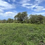 Mature trees bordering the hilltop homesite